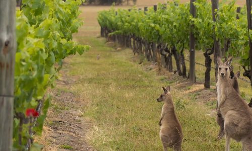 Wines of Australia - Liz Palmer