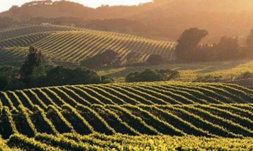 bourgogne_vignes
