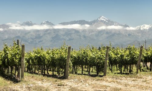 Vineyard in sprouting in the spring. Mendoza, Argentina.