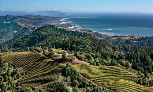 Sonoma Wine Region