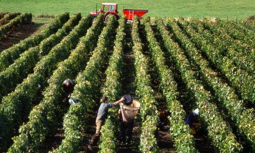 People doing the grape harvest in France