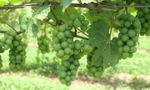 liz palmer champagne harvest