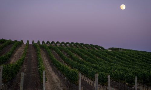 medium-full-moon-over-a-lush-napa-vineyard-at-dusk-stock-photo