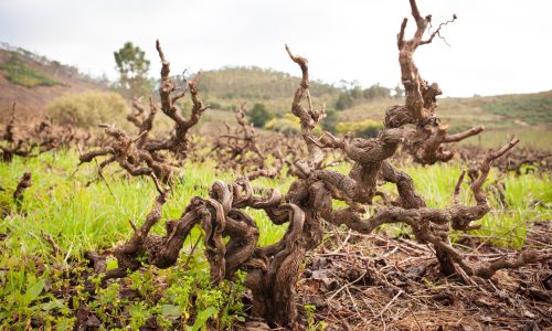 old-vines-wosa