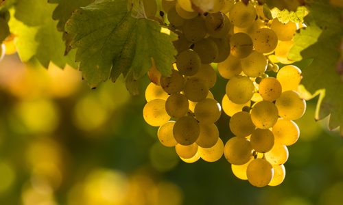 riesling- Liz Palmer 2021